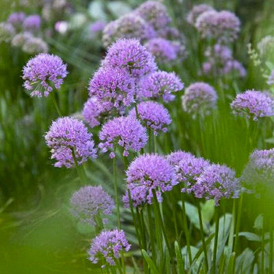 Allium 'Millenium' - Millenium Ornamental Onion - 1 Gallon