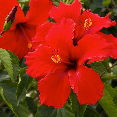 Hibiscus rosa-s. 'Brilliant' - Brilliant Hibiscus - 5 Gallon