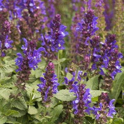 Salvia nemerosa 'Blue Marvel' PP - Blue Marvel Salvia (Sage) - 1 Gallon