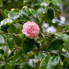 Camellia Japonica 'Debutante' - Debutante Camellia - 2 Gallon