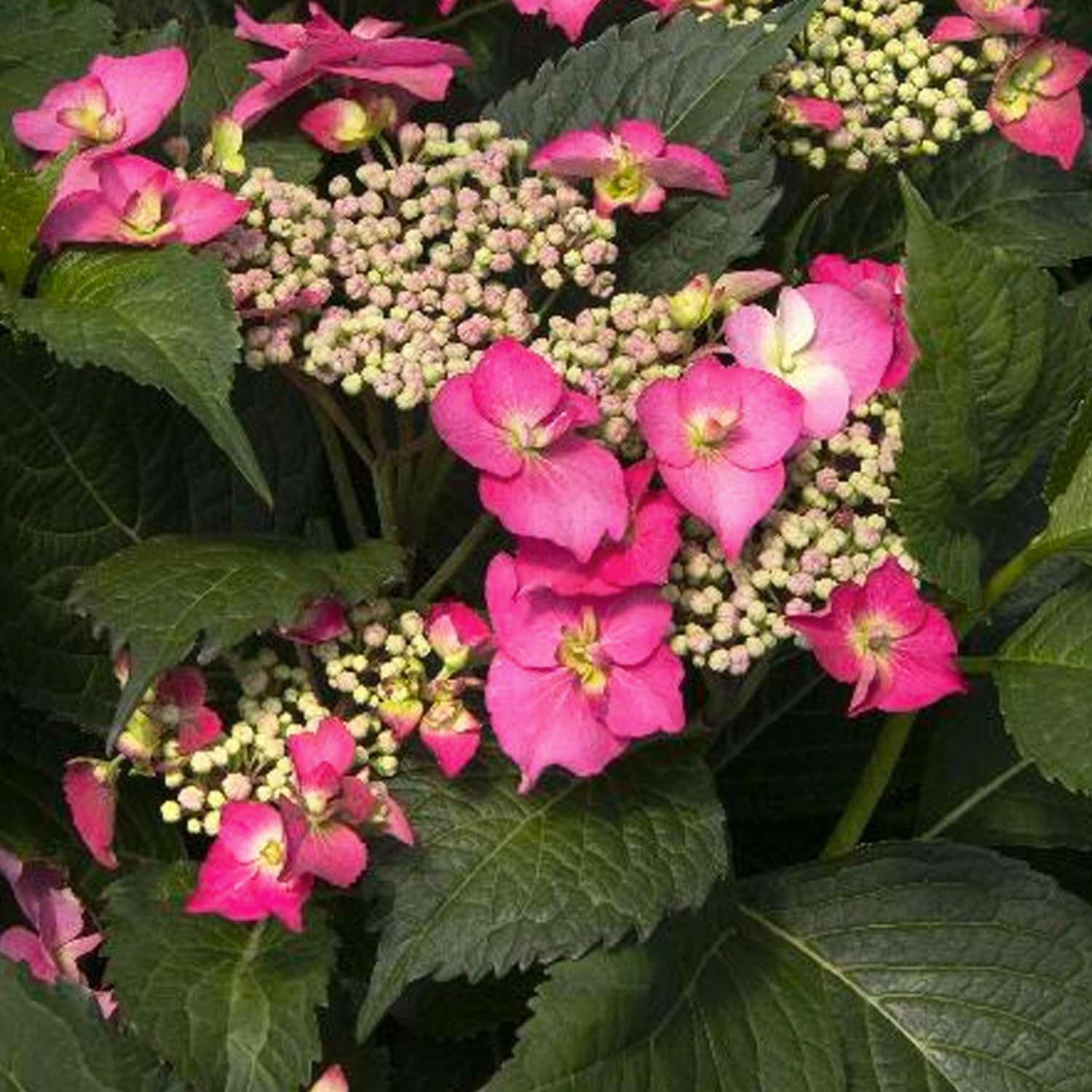 Hydrangea 'Cape May'® PP Cape May Hydrangea 2 Gallon Roger's Gardens