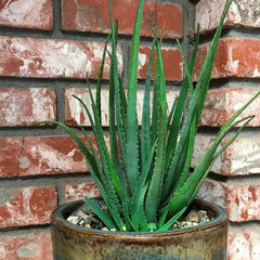 Aloe 'Safari Sunset' PP - Safari Sunrise Aloe - 2 Gallon
