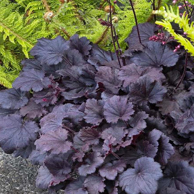 Heuchera 'Dark Night'™ PP - Dark Night Coral Bells - 1 Gallon
