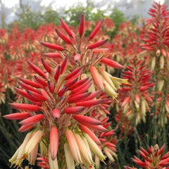 Aloe 'Safari Sunrise' PP - Safari Sunset Aloe - 1 Gallon