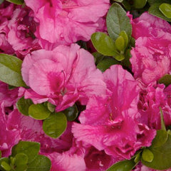 Azalea 'Dbl Shot Watermelon'® PP - Double Shot Watermelon Azalea - 2 Gallon