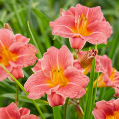 Hemerocallis 'Coral'® PP - Coral Daylily - 1 Gallon