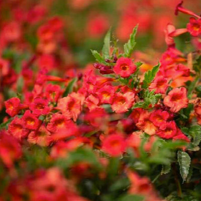 Tecoma 'Stans Red Hot' PP - Red Hot Cape Honeysuckle - 1 Gallon