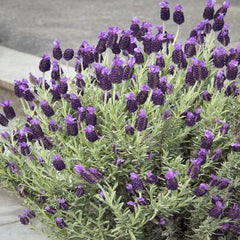 Lavandula s. 'Anouk' PP - Anouk Spanish Lavender - 5 Gallon