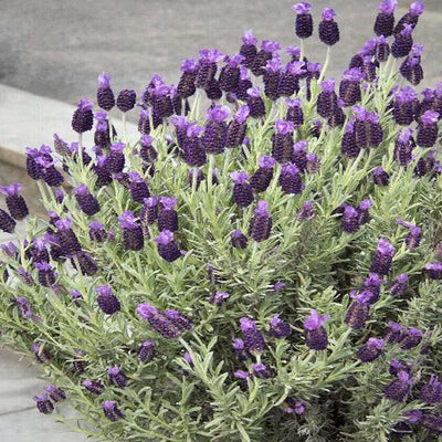 Lavandula s. 'Anouk' PP - Anouk Spanish Lavender - 5 Gallon