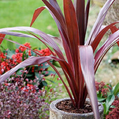 Cordyline obtecta 'Superstar' PP - Superstar Dracaena Palm - 1 Gallon