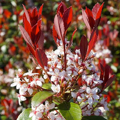 Rhaphiolepis Indica 'Redbird'™ - Redbird Indian Hawthorne - 2 Gallon