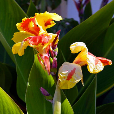 Canna 'Cleopatra' - Cleopatra Canna - 1 Gallon