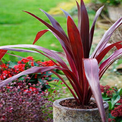 Cordyline 'Superstar' PP - Superstar Cordyline - 2 Gallon