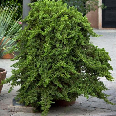 Juniperus procumbens 'Nana' - Dwarf Japanese Garden Juniper - 5 Gallon