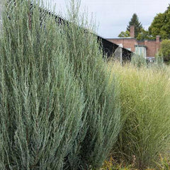 Juniperus 'Skyrocket' - Skyrocket Juniper - 1 Gallon