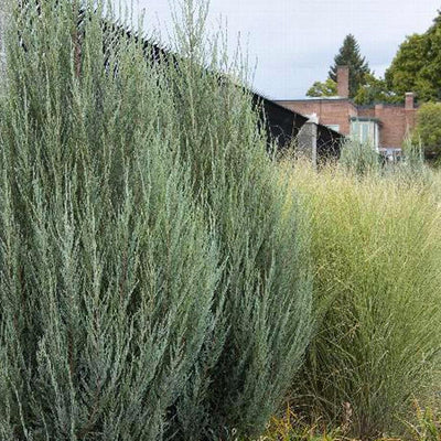 Juniperus 'Skyrocket' - Skyrocket Juniper - 1 Gallon