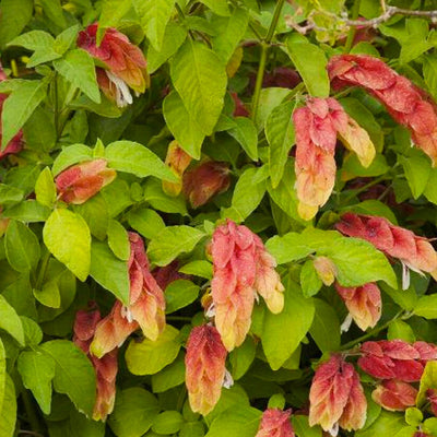 Justicia brandegeana - Shrimp Plant - 1 Gallon