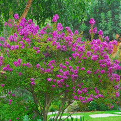 Lagerstroemia 'Zuni' - Zuni Crape Myrtle - 5 Gallon