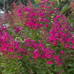 Lagerstroemia 'Tonto' - Tonto Crape Myrtle - 5 Gallon
