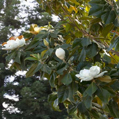 Magnolia grandiflora - Majestic Beauty® Southern Magnolia - 5 Gallon