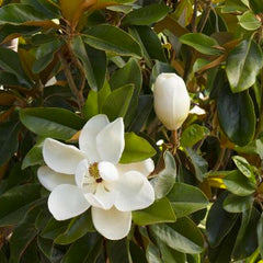 Magnolia grand. 'Saint Mary' - Saint Mary Southern Magnolia - 5 Gallon