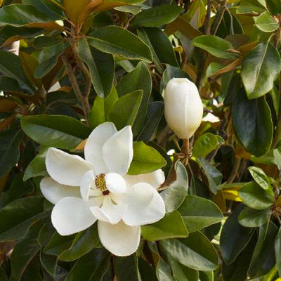 Magnolia grand. 'Saint Mary' - Saint Mary Southern Magnolia - 5 Gallon