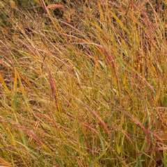 Panicum vir. 'Shenandoah' - Shenandoah Panic Grass - 1 Gallon