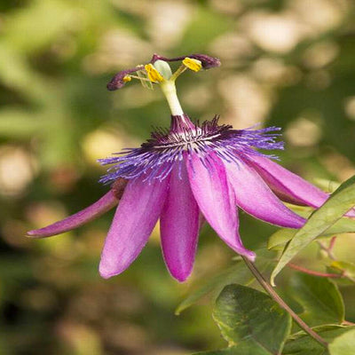 Passiflora 'Lavender Lady - Lavender Lady Passion Vine - 1 Gallon
