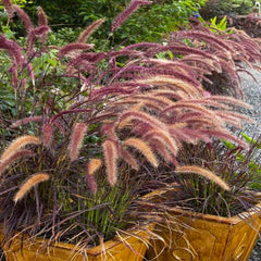 Pennisetum setaceum 'Rubrum' - Purple Fountain Grass - 5 Gallon