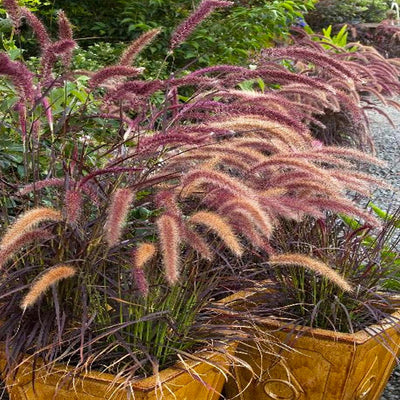 Pennisetum setaceum 'Rubrum' - Purple Fountain Grass - 5 Gallon