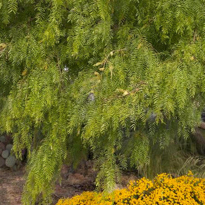 Prosopis chilensis 'Thornless' - Thornless Chilean Mesquite - 5 Gallon