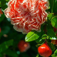Punica gr. 'California Sunset' - California Sunset Pomegranate - 5 Gallon