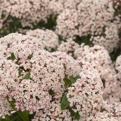 Viburnum tinus 'Compactum' - Dwarf Viburnum - 1 Gallon