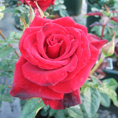 Black Magic - 5 Gallon