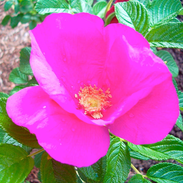 Rosa Rugosa - 5 Gallon – Roger's Gardens