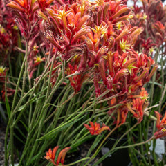 Anigozanthos 'Asst' - Kangaroo Paw Assorted - 6 Inch