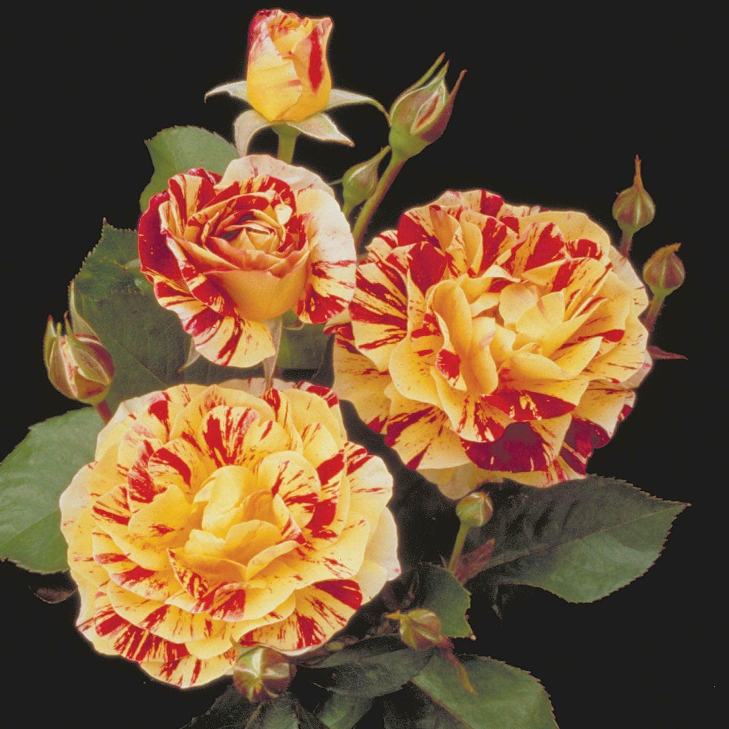 Eorge Burns Roses George Burns - 5 Gallon – Roger's Gardens