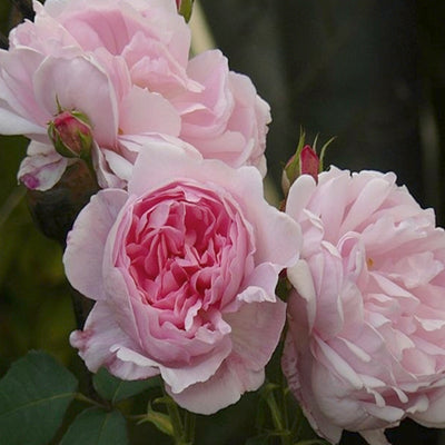 Brother Cadfael - 5 Gallon