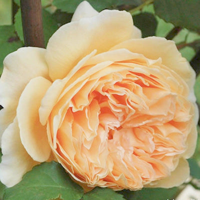 Crown Princess Margareta - 5 Gallon