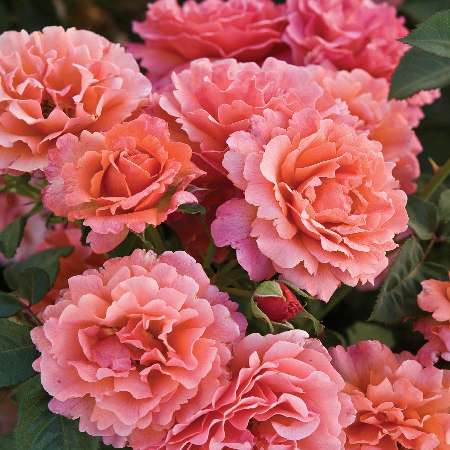Easy Does Roses Easy Does It - 5 Gallon – Roger's Gardens