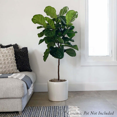 Ficus Lyrata 'Fiddle Leaf Fig' - 10"