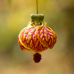 ABUTILON 'TIGER EYE' - 5 GALLON