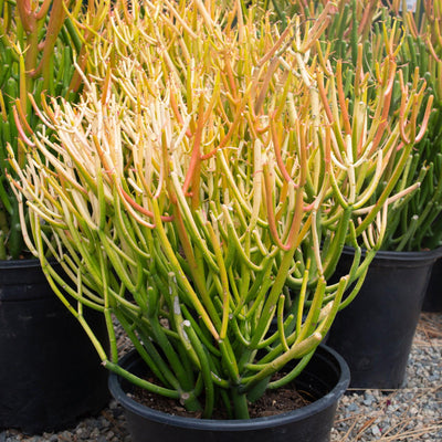 Euphorbia tirucali Rosea - Euphorbia Sticks on Fire - 5 Gallon