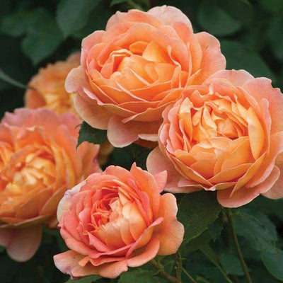 Lady Of Shalott - 5 Gallon