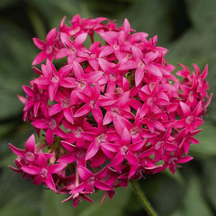 PENTAS ASST - STARFLOWER - 12