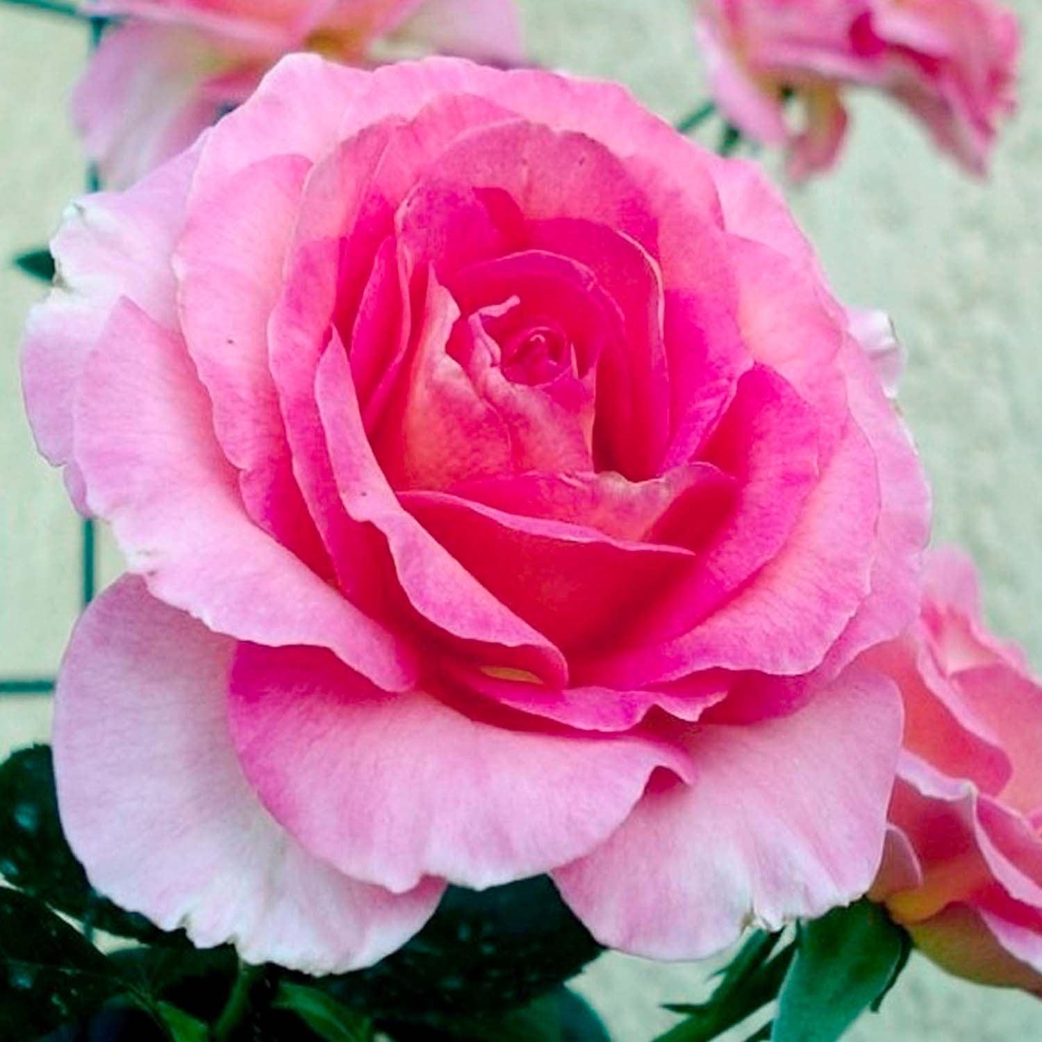 Julie Andrews - 5 Gallon – Roger's Gardens
