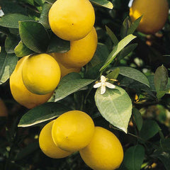 Lemon 'Meyer Improved' Standard - 5 Gallon