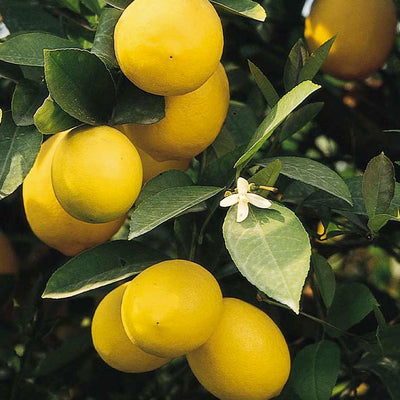 Lemon 'Meyer Improved' Standard - 5 Gallon