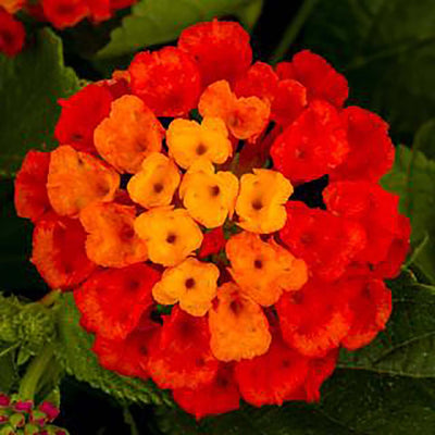 Lantana 'Hot Blooded Red' - 1 Gallon