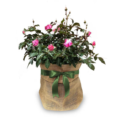 Plant Gift Wrapping